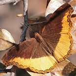 Eurytela dryope
